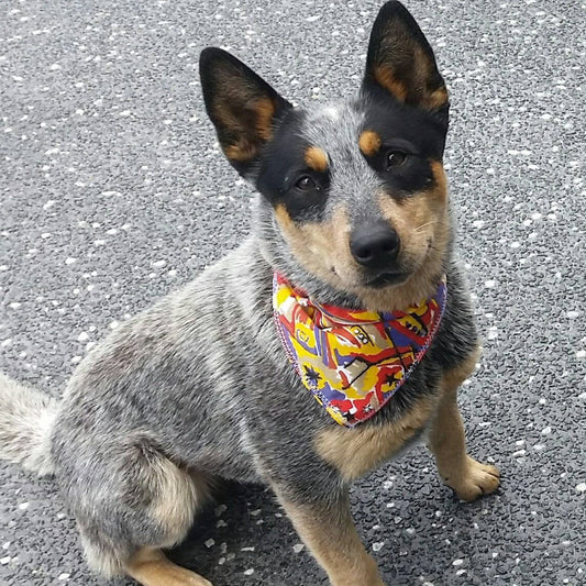 Pet Bandanas