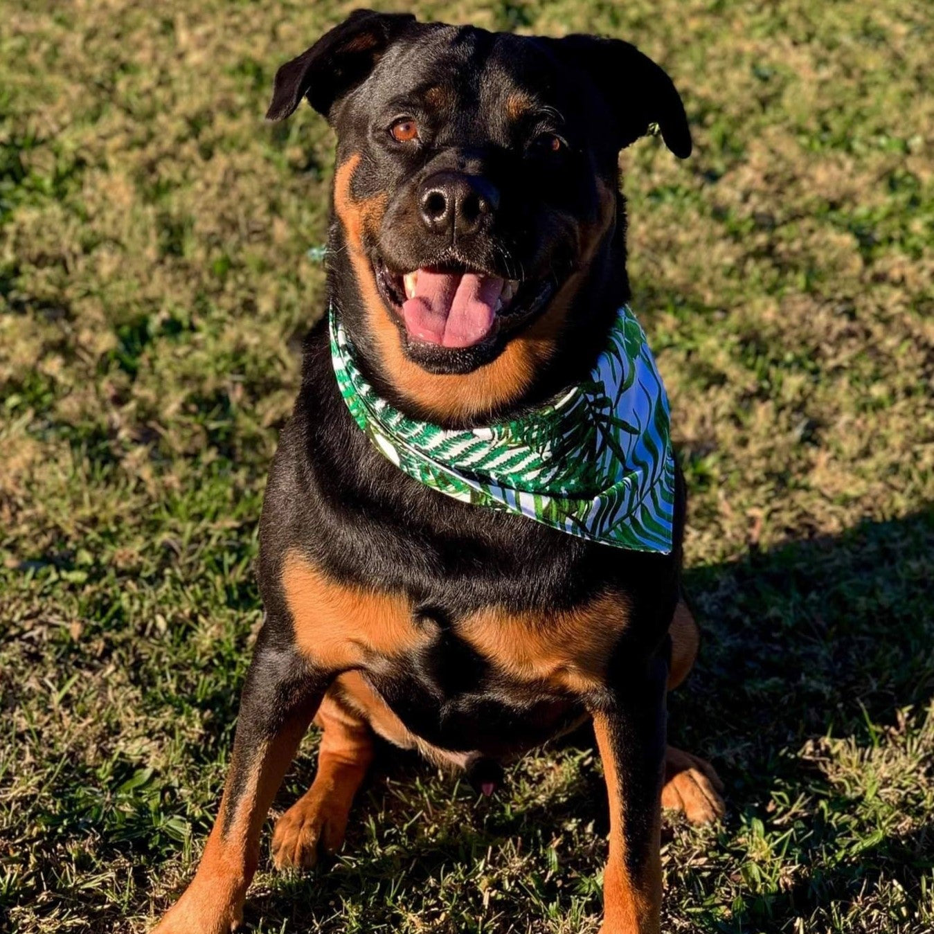 Pet Bandanas