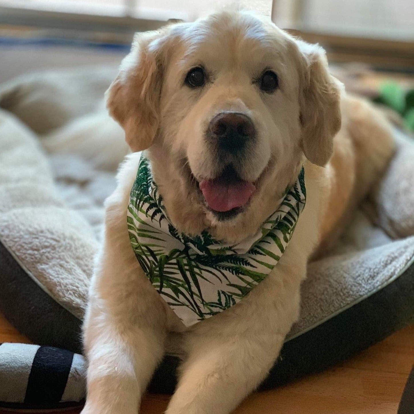 Pet Bandanas