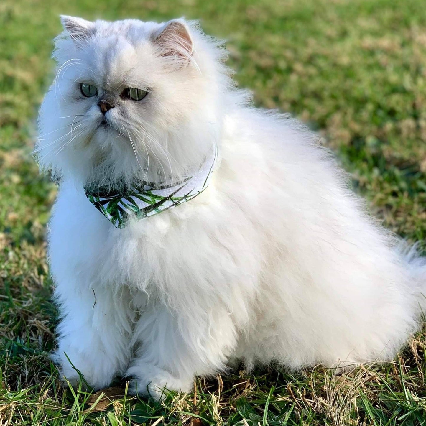 Design you Own: Pet Bandanas