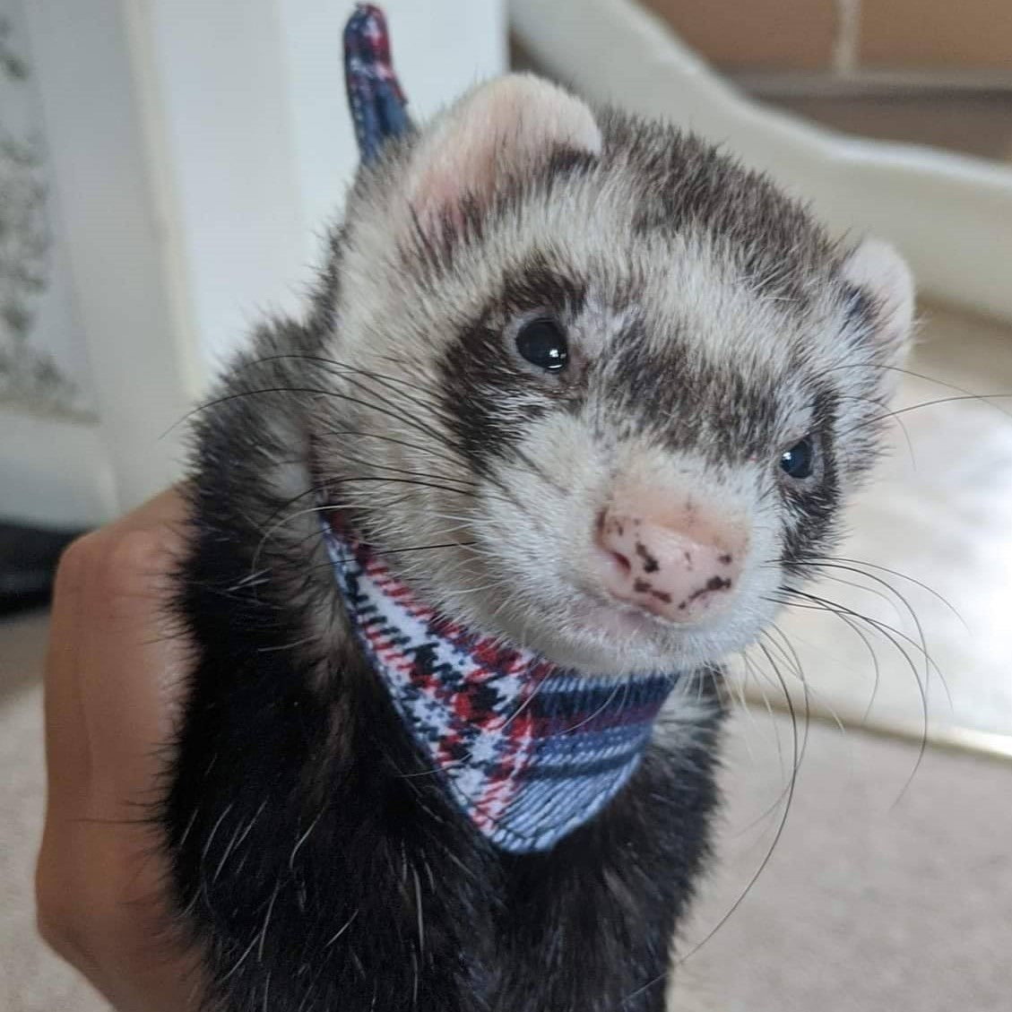 Pet Bandanas