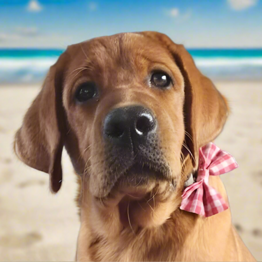 Pet Bows