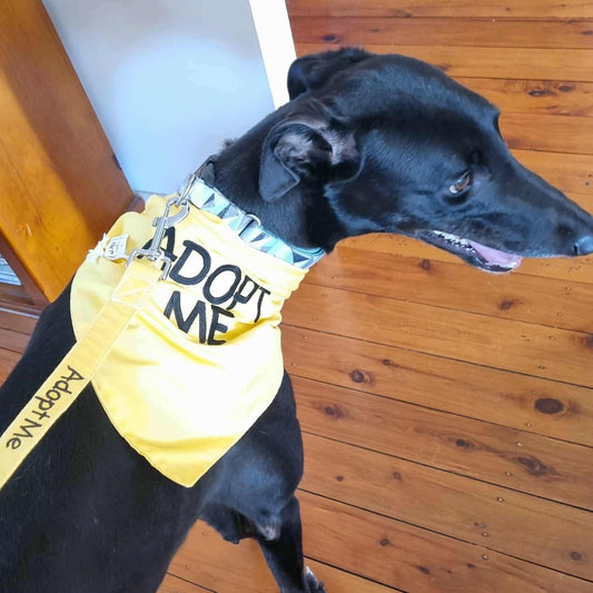 Adopt Me - Pet Bandana