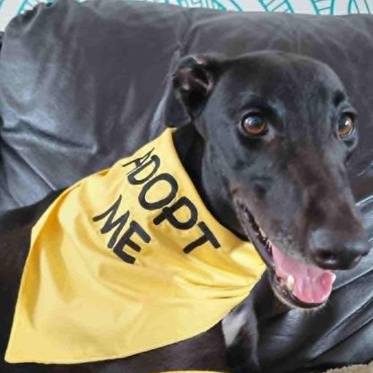 Adopt Me - Pet Bandana